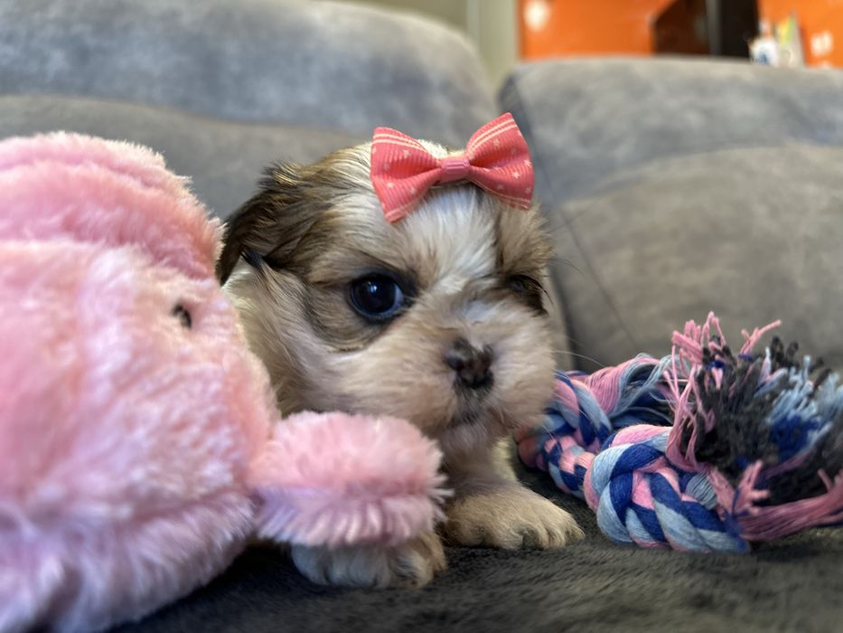Shihtzu femea pequenina excelente