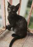 Czarny kocurek do adopcji