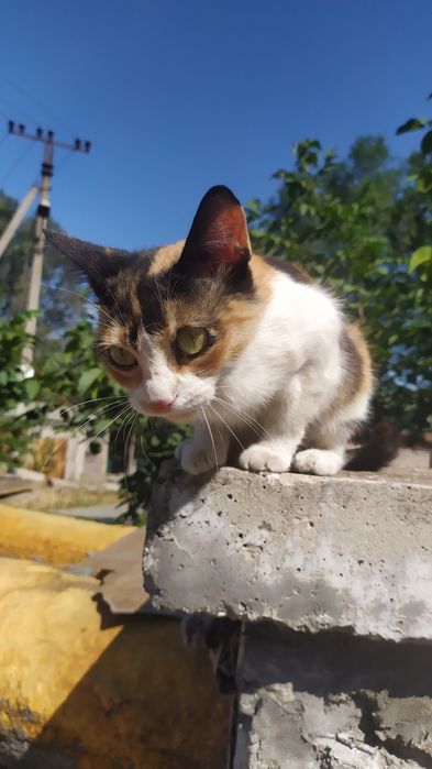 Бесплатно кошечки в хорошие руки