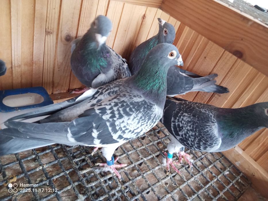 Sprzedam gołębie pocztowe zagraniczne Ro