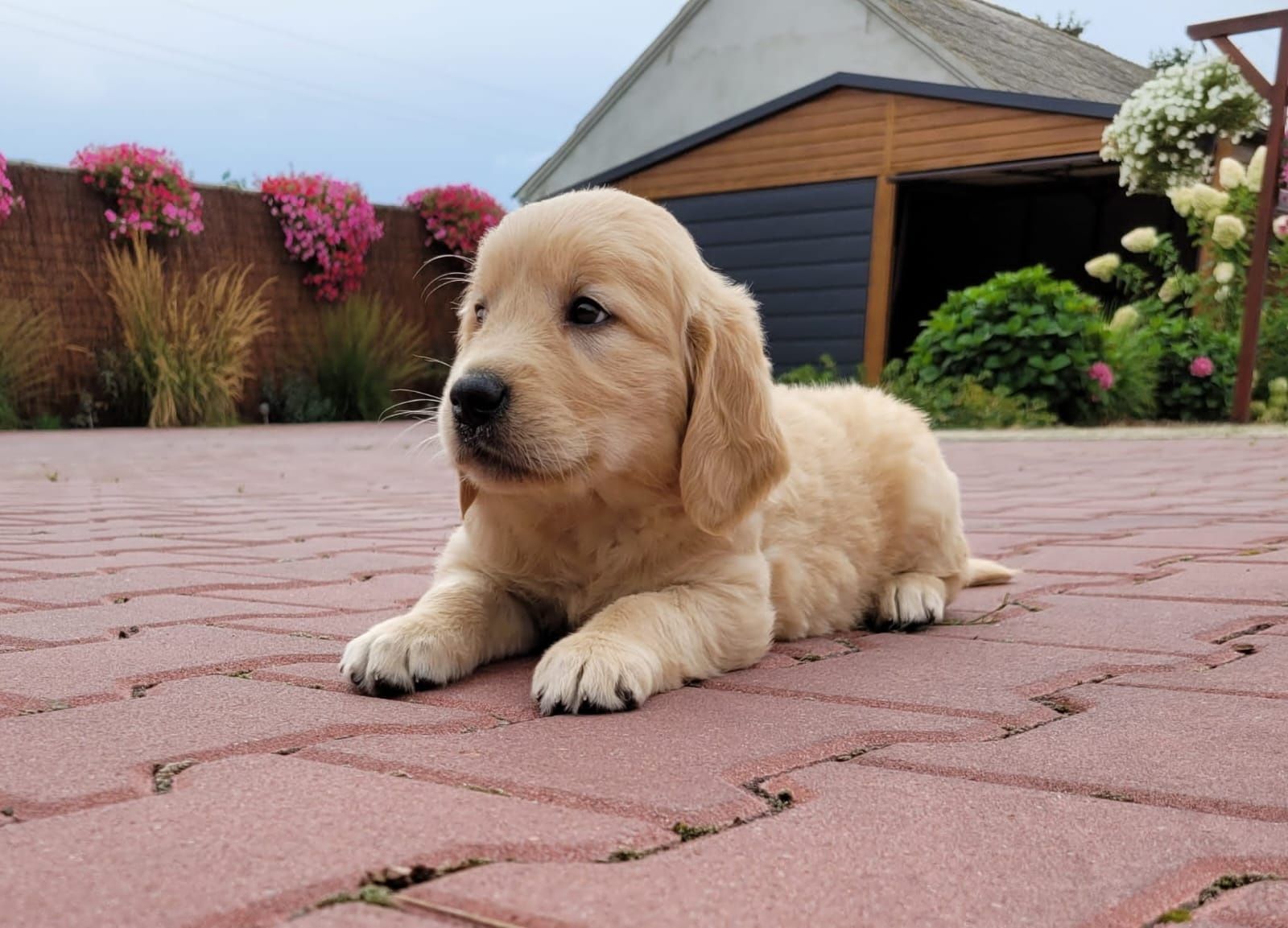 Golden Retriever Piękny Zapraszam