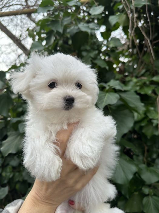 Хлопчик мальтезе