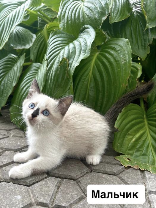 Отдам котят в хорошие руки