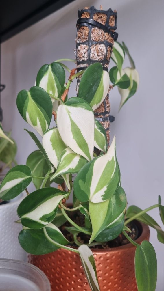 Philodendron Cream Splash - wyjątkowe wybarwienie