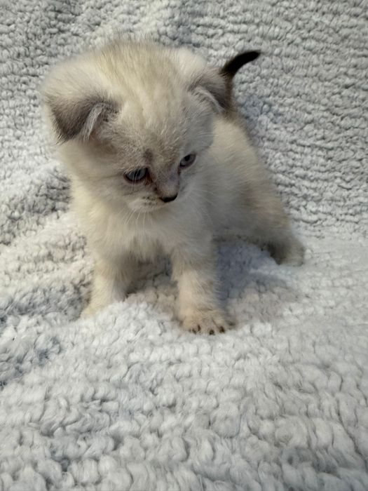 Kocurek kot szkocki zwislouchy fold pregowany wishkas gotowy do odbior