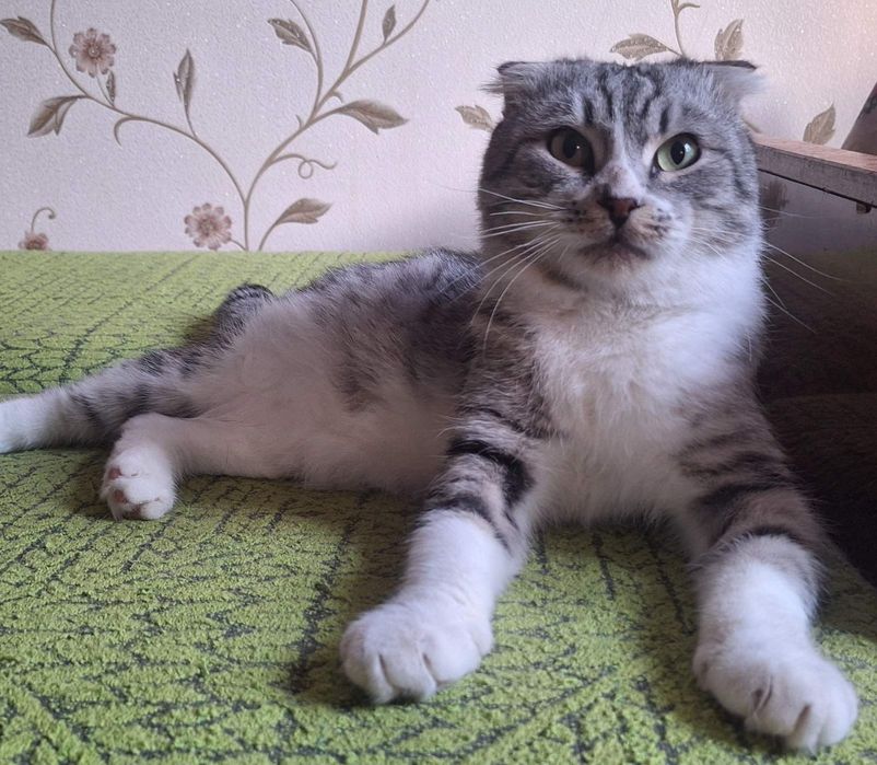 Котики из приюта ,ищем семью.