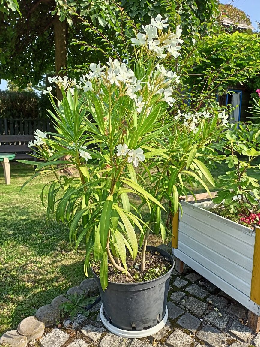 Oleander biały lub różowy