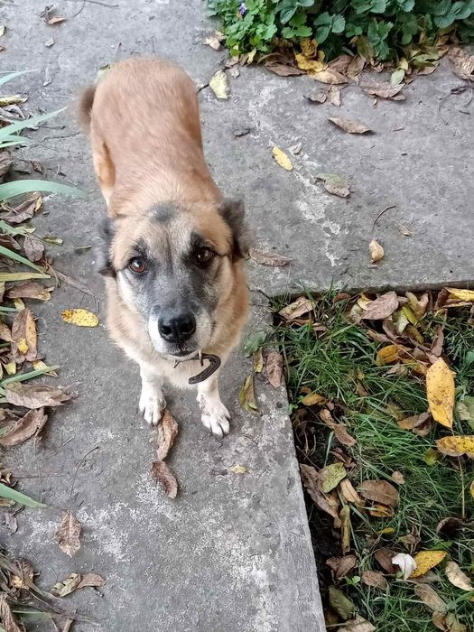 Пропала собака, кличка Найда