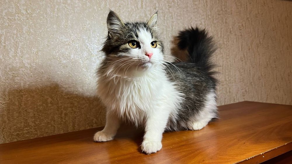 Отдам _ кошки_ котята_ яшка