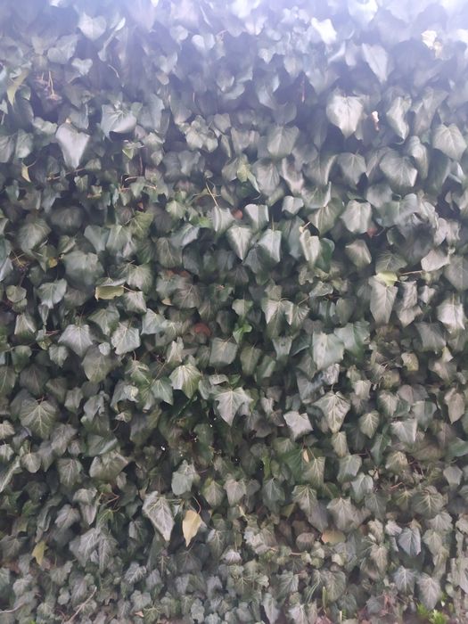 Плющ садовый, зимующий, Жимолость