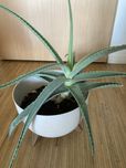 Oddam aloes w doniczce