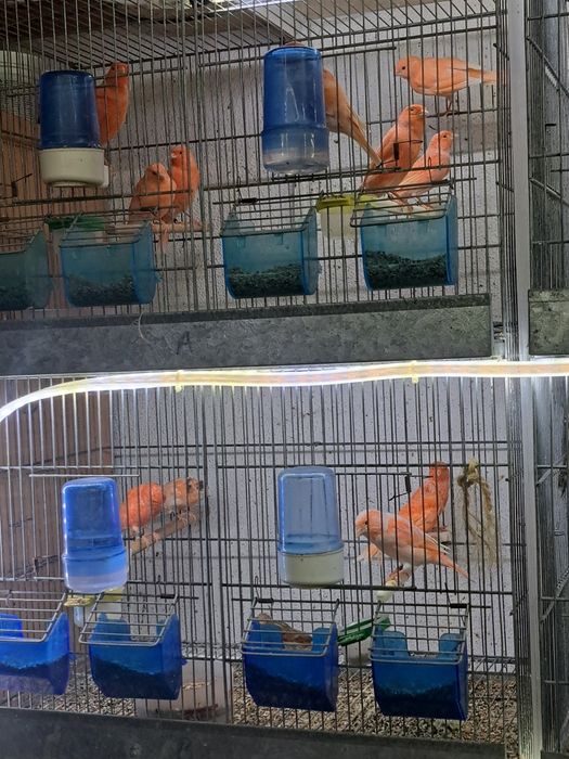 Canários timbrado espanhol