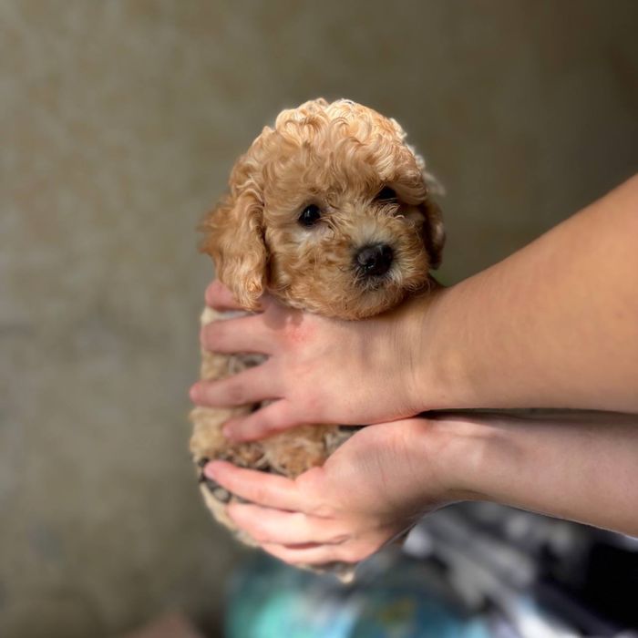 щенок мальтипу — лучшее решение для души