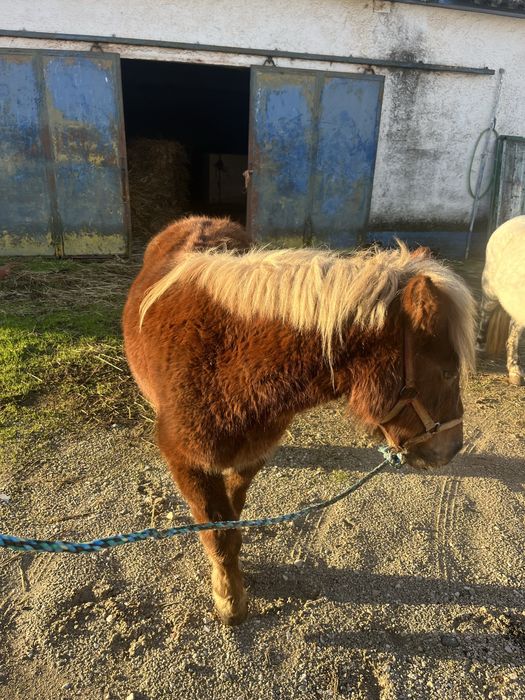 Ponei femea 1,15m