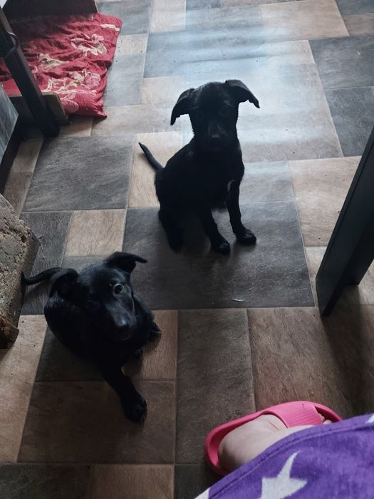 Oddam pieski za darmo pieski nierasowe