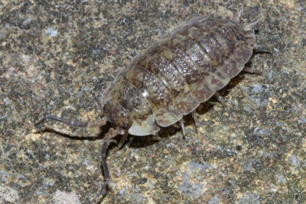 Hurt Porcellio scaber