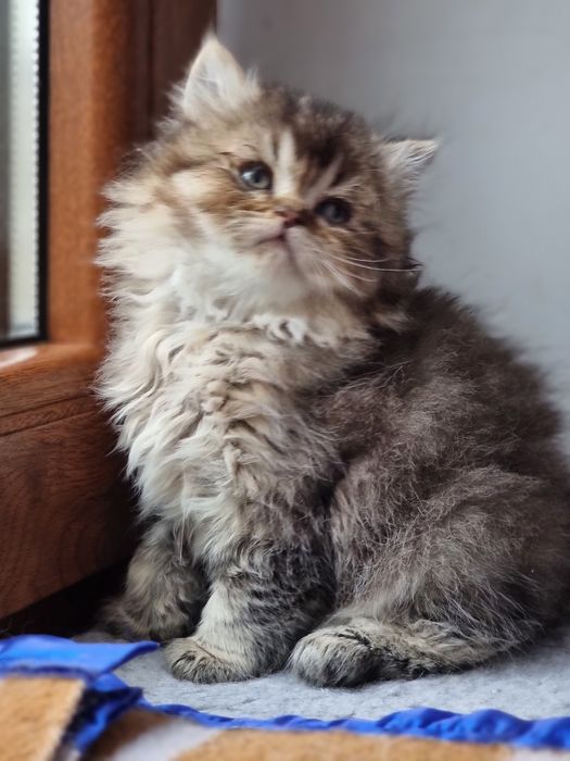 Kotek kotki Brytyjski Długowłosy