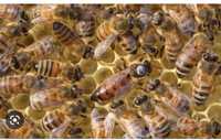 Продам бджіл
