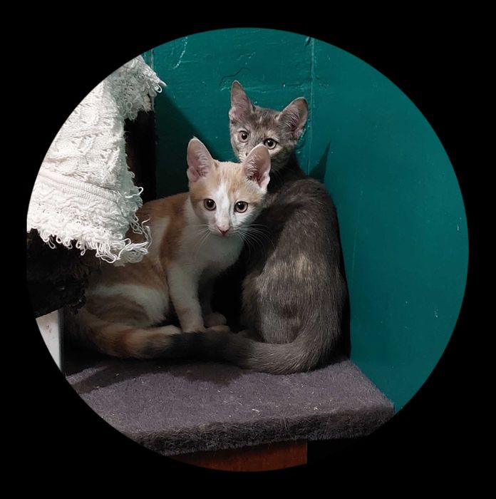 Кошенята в добрі руки