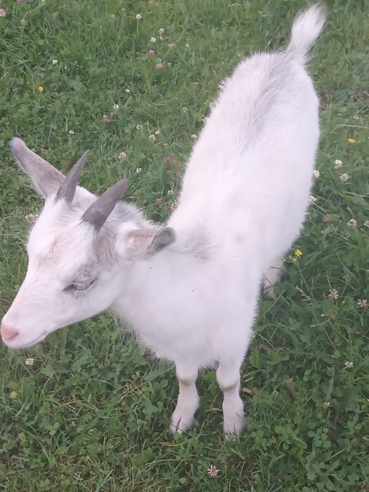 Маю на продаж козенят та  молоду козочку