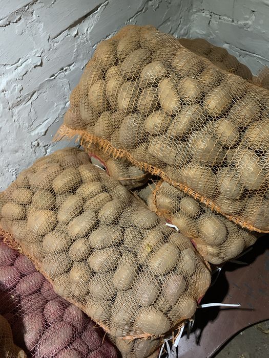 Картопля велика. Домашня