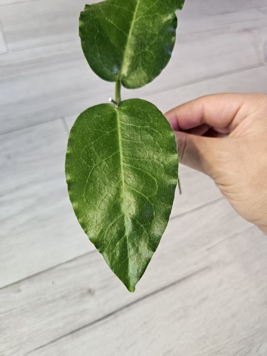 Hoya versteegii. Sadzonka