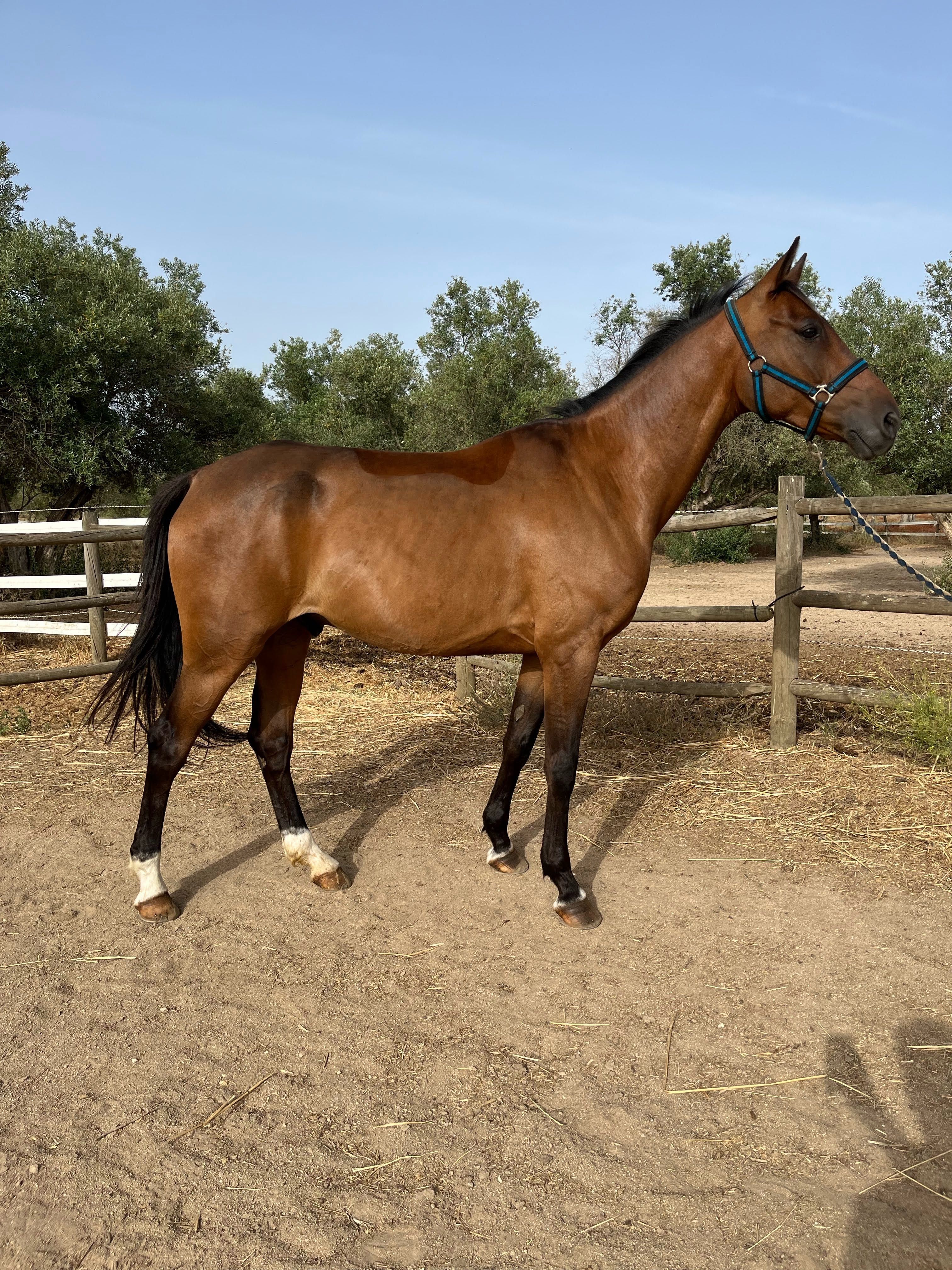 Cavalo Anglo - Árabe