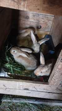 Кроликі бургунці