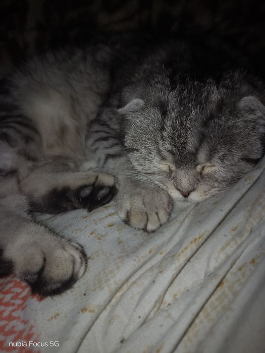 Продам кошку скотишь фолд