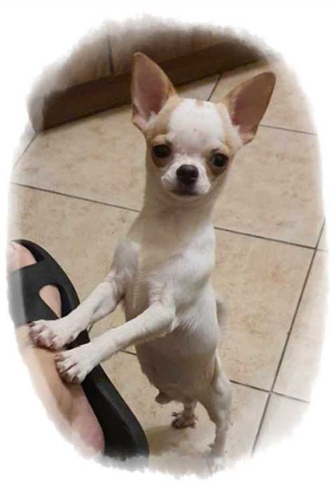 Chihuahua  odchowany Cziłała piesek biało biszkoptowy