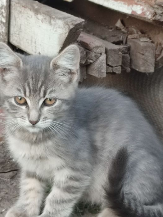 Кошенята у добрі руки