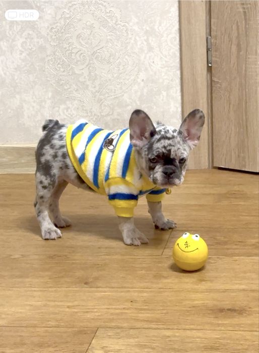 Мерле та блакитні цуценята французький бульдог