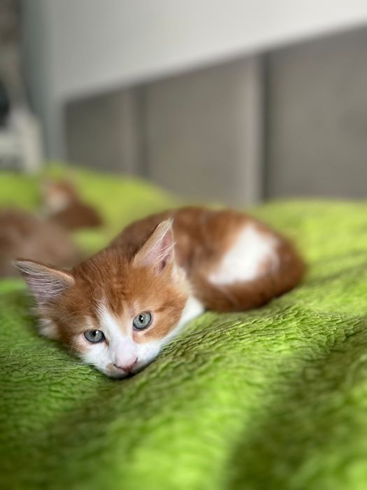 Kocurek Maine Coon „HUGO” d0922 FPL/FIFE – klasyczny rudy z bielą