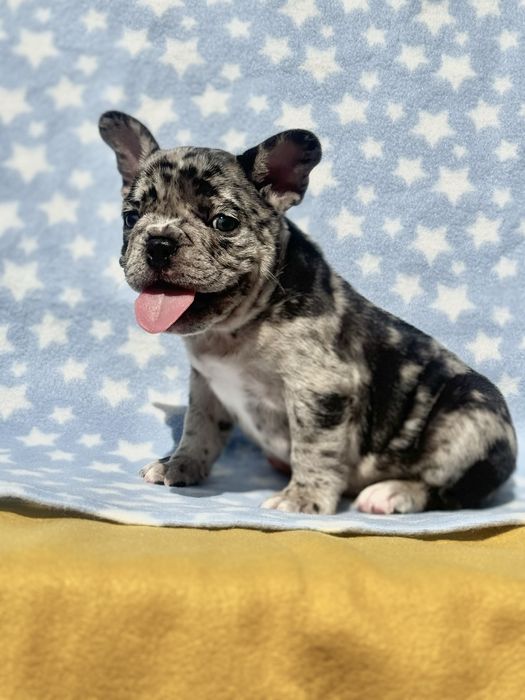 Цуценята французький бульдог