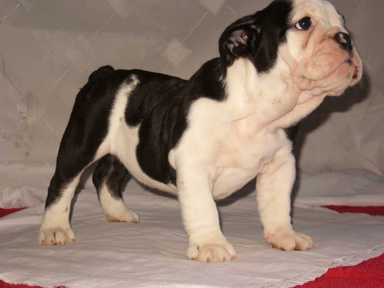 Buldog angielski szczeniak suczka