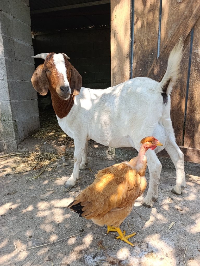 Vendo duas fêmeas de raça Boer pura