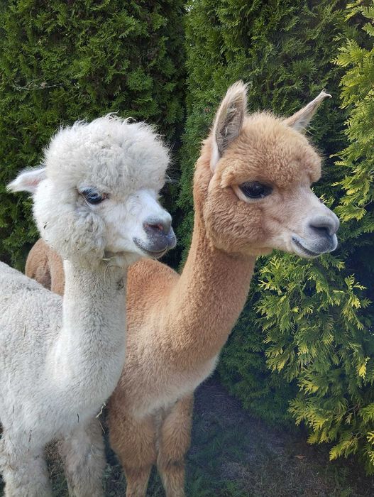 2 samce alpak Huacaya