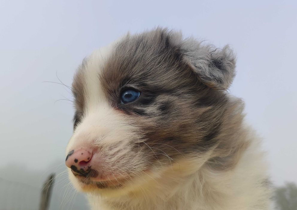 Samiec BORDER COLLIE z Hodowli - Rasowy z pełną dok.