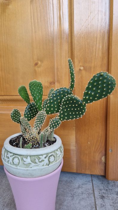 опунція доросла рослина