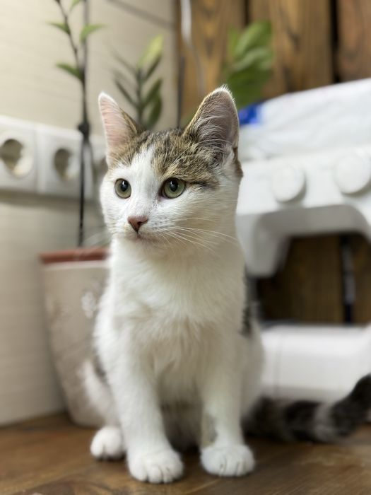 Кошеня Мурчик 3 місяці