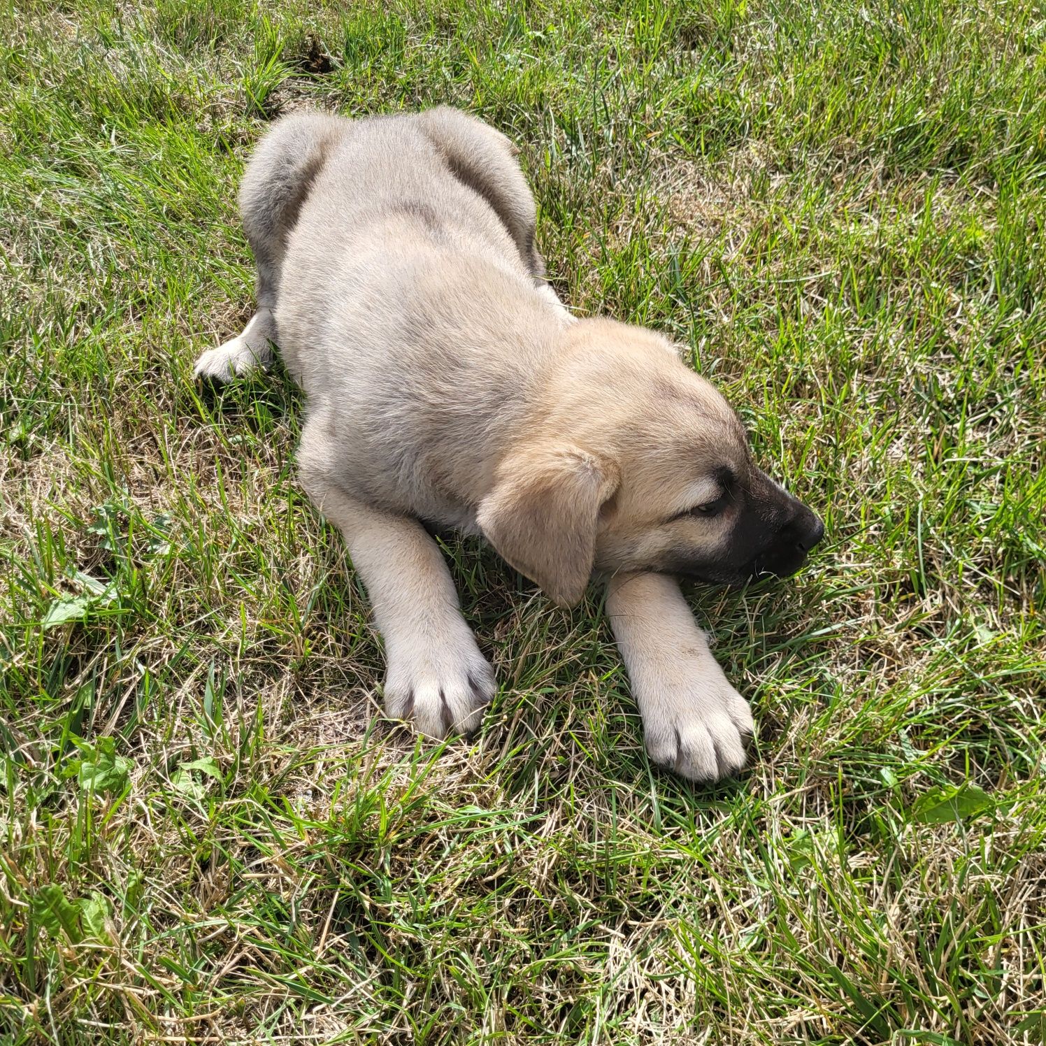 Pies Pasterski Kangal Turecki szczeniak pies