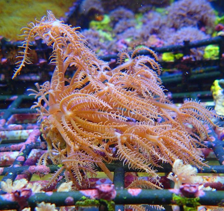 Anthelia biała - szczepka korala - akwarium morskie