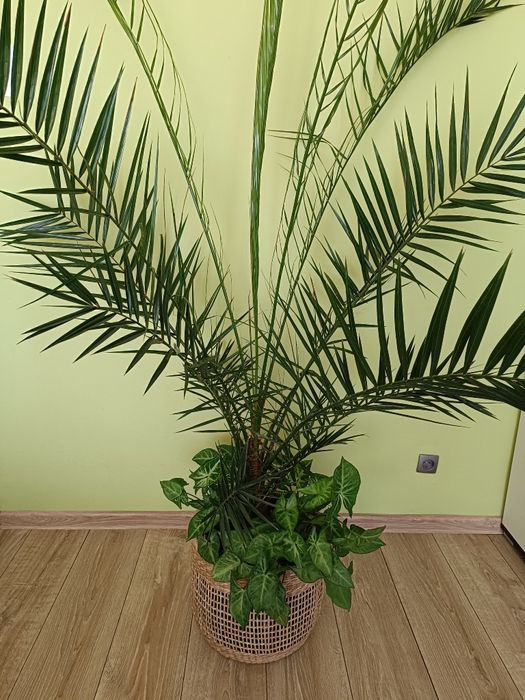 Kwiat Palma daktylowa