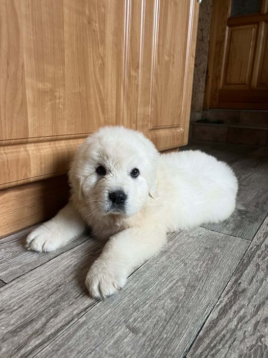 Owczarek podhalański baca  podhalan