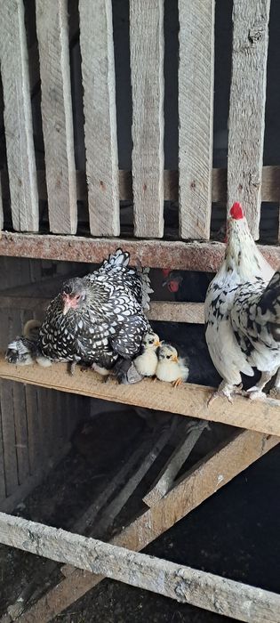 Кури декоративні Бентамки (квочка з курчатками)