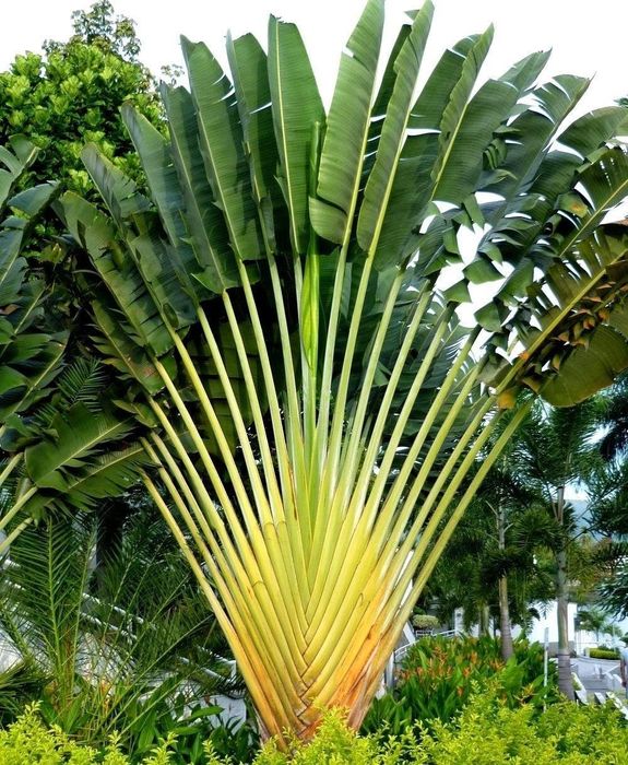 Ravenala Madagascariensis - drzewo podróżnika -Pielgrzan madagaskarski