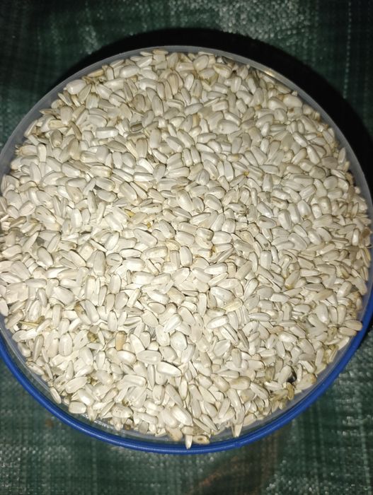 Соняшник білий та смугастий