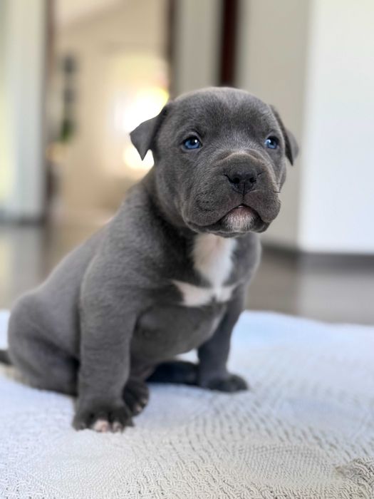 American Bully XL