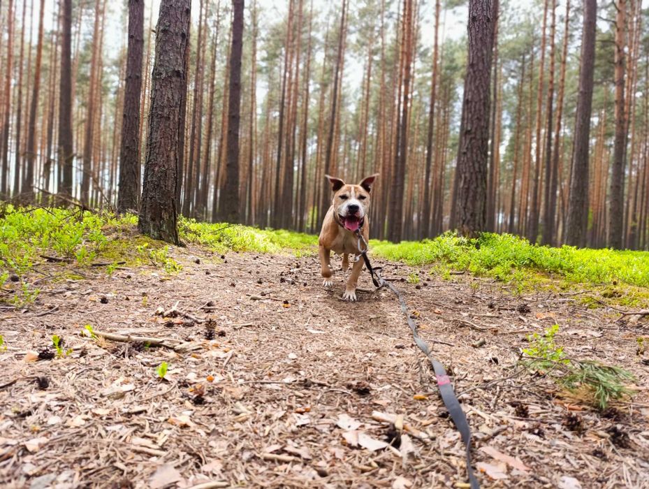 Oddam dużego psa może zamieszkać na podwórku