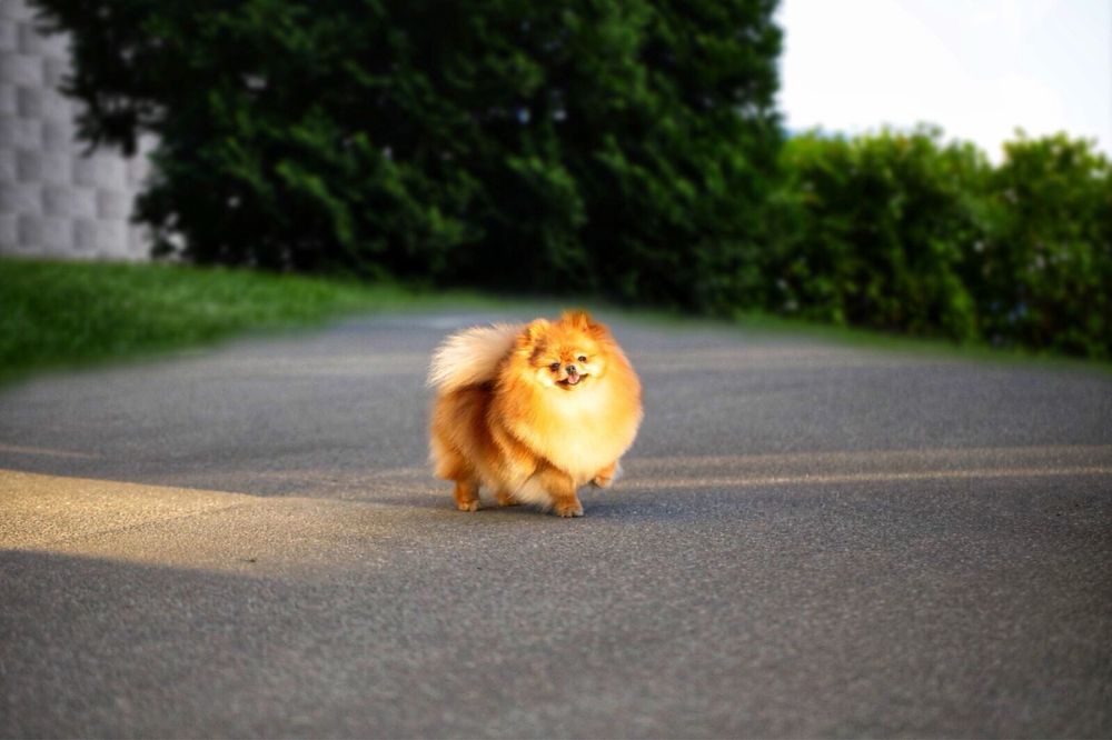 EXCLUSIVE хлопчик померанський шпіц в мікро розмірі, документи КСУ